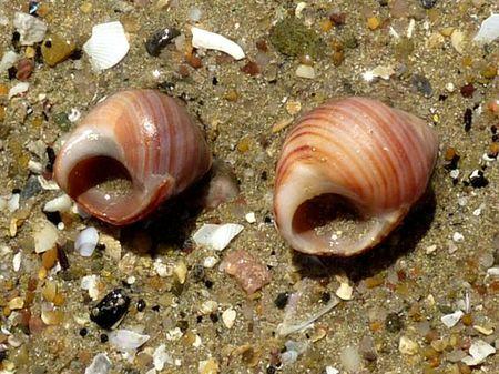 LES POULETTES A ERQUY (22) Erquy39