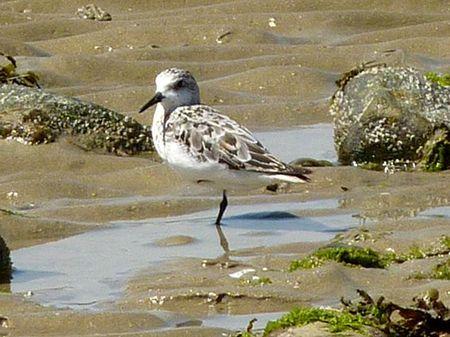 LES POULETTES A ERQUY (22) Erquy21