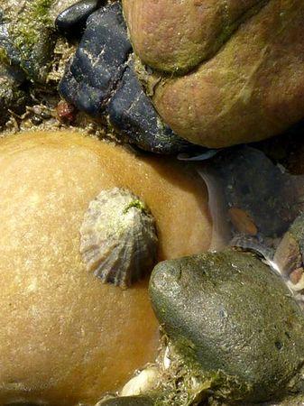 LES POULETTES A ERQUY (22) Erquy27