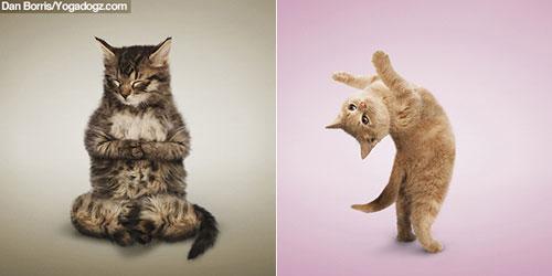 yoga des chats photos yoga des chats photos