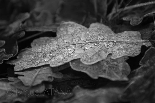 Miguel Atana Sélection Darqroom Pixfan #38