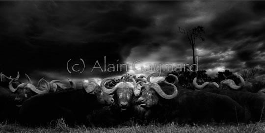 Alain Gaymard Sélection Darqroom Pixfan #38