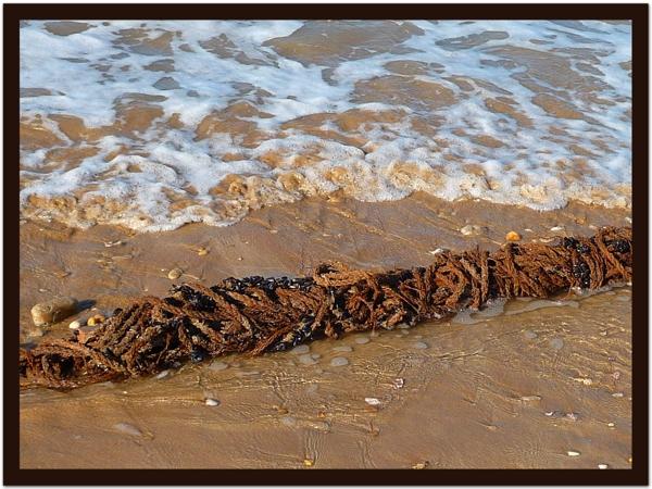 moules 1 Ce que le printemps nous laisse