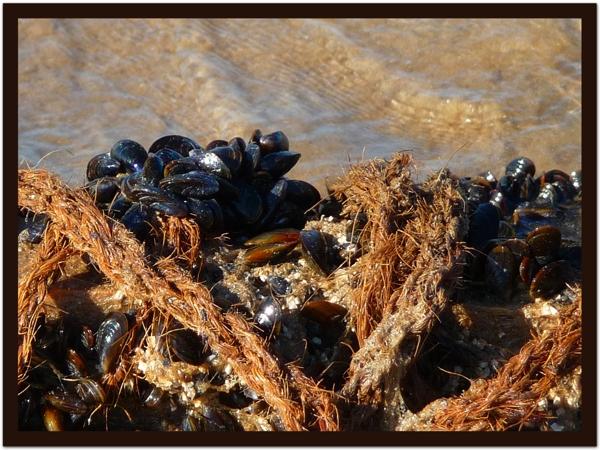 moules 2 Ce que le printemps nous laisse
