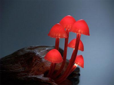 http://media.paperblog.fr/i/492/4922982/lampes-champignons-ramener-nature-maison-L-FmeAZs.jpeg