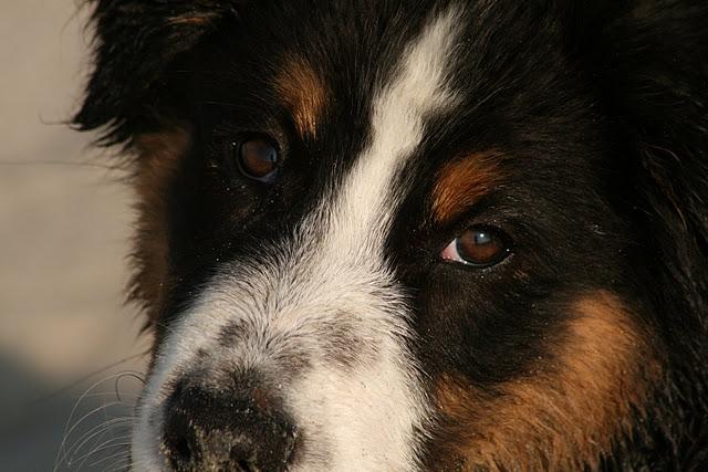 Bienvenue au Berger Australien Bienvenue au Berger Australien