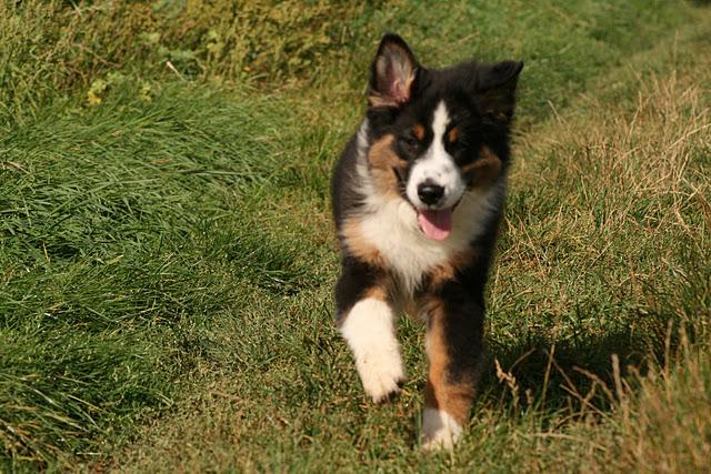 Bienvenue au Berger Australien Bienvenue au Berger Australien