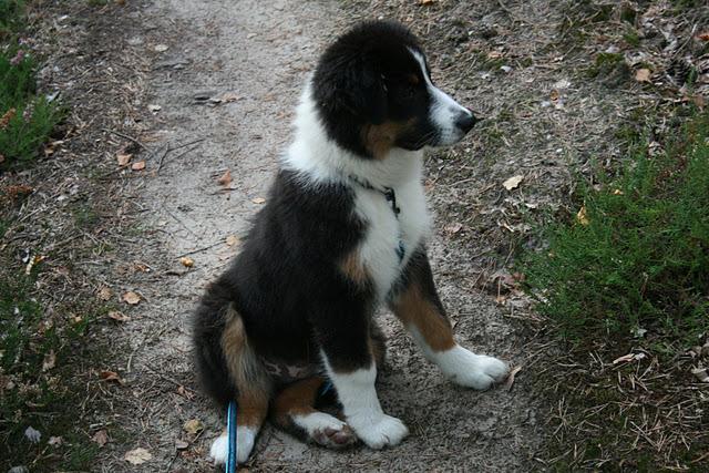 Bienvenue au Berger Australien Bienvenue au Berger Australien