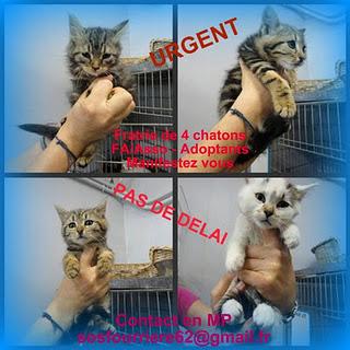 URGENCE ADOPTIONS URGENCE ADOPTIONS