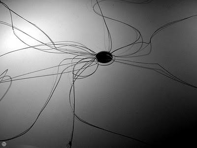 The spider