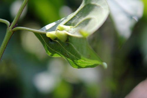 Craneiobia corni nature