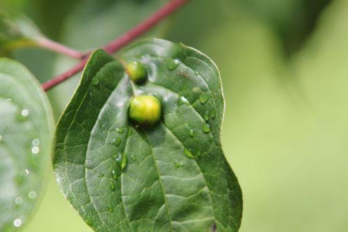 Craneiobia corni nature