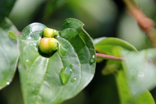 Craneiobia corni nature
