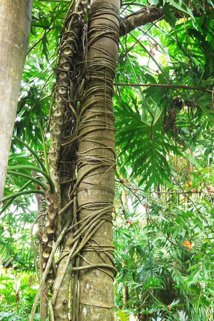 Week-end tropical Week-end tropical