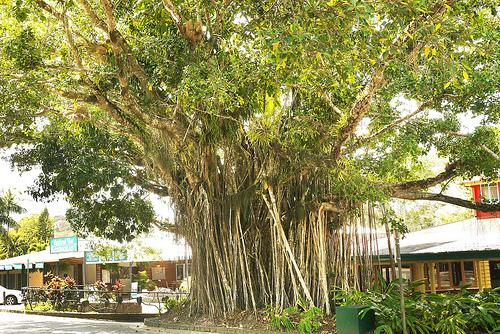 Week-end tropical Week-end tropical