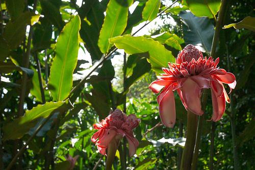 Week-end tropical Week-end tropical