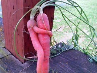 des-carottes-amoureuses--.jpg