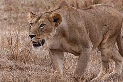 lion-chasse Le libéralisme, c’est la loi du plus fort