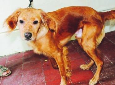 Gribouille a été abandonné, enfermé dans un sac poubelle Gribouille a été abandonné, enfermé dans un sac poubelle