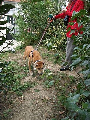 Souvenez vous du SOS pour Sky la chienne martyrisée sky3.jpg