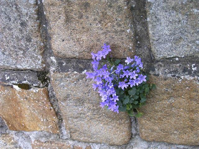c'est le bouquet c'est le bouquet