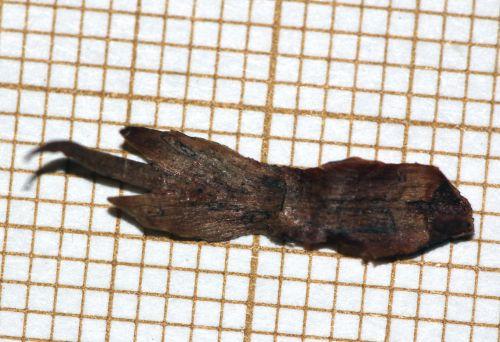 Pseudotsuga menziesii jardin