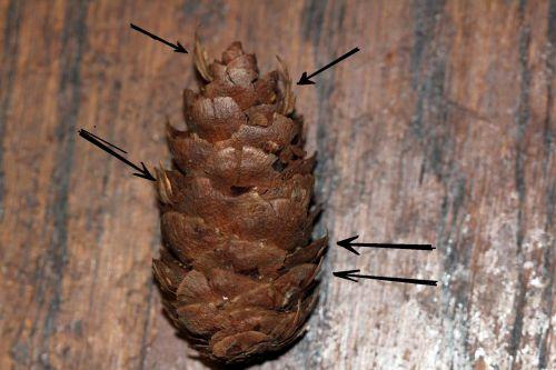 Pseudotsuga menziesii jardin
