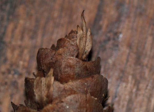 Pseudotsuga menziesii jardin