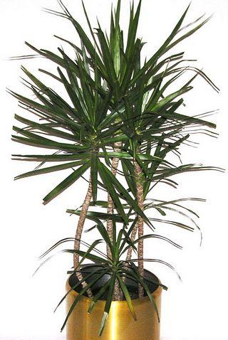 Dracaena-marginata Dracaena-marginata