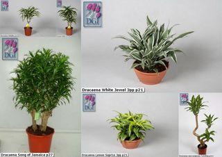 quelques variétés de Dracaenas quelques variétés de Dracaenas