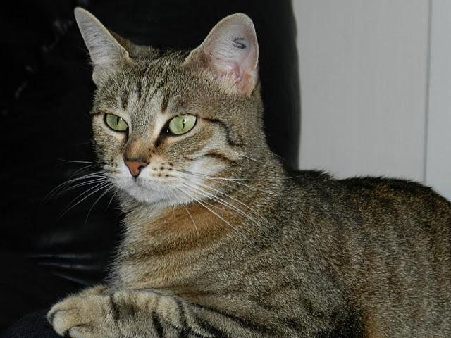 PIXIE MA GLUE PIXIE MA GLUE