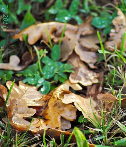 Automne / Autumn Après la pluie / After the rain