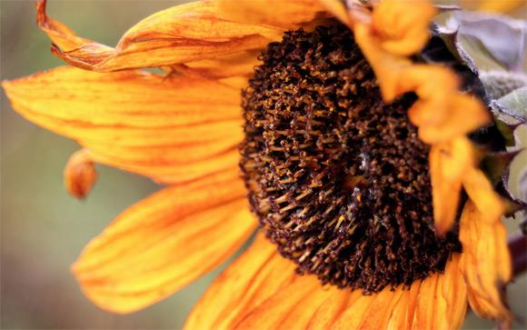 Tournesol d'automne