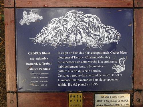 Compte-rendu Paris octobre 2011 (2) Cèdre bleu pleureur 2