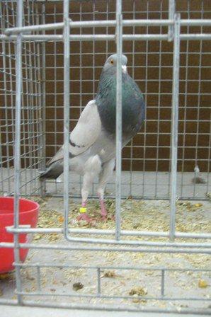 37ème exposition avicole de Lomme 37ème exposition avicole de Lomme