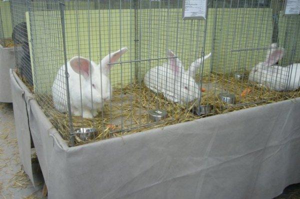 37ème exposition avicole de Lomme 37ème exposition avicole de Lomme