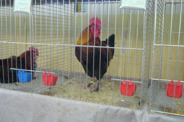 37ème exposition avicole de Lomme 37ème exposition avicole de Lomme