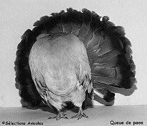 Les pigeons et l'eau. Queue-de-paon.jpg
