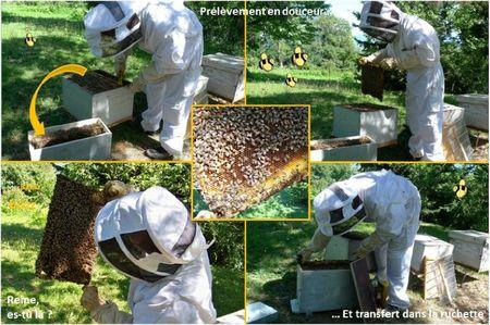 Blog apiculture division d'une ruche abeilles (6)