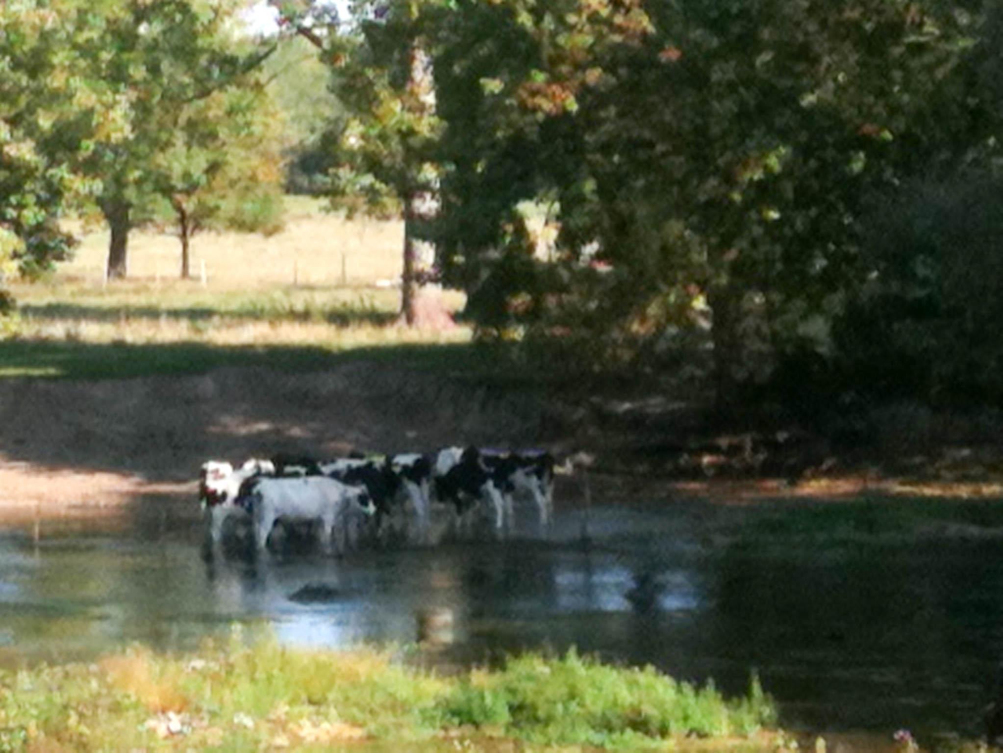 les vaches 365 / one day, one pix, #09