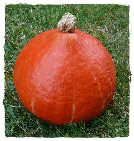 gratin de potimarron P1050917-2