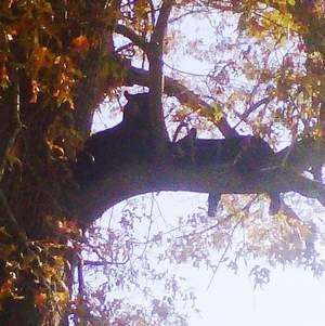 Celle Qui Est Passee en Dessous de l'Ours Sans le Voir Celle Qui Est Passee en Dessous de l'Ours Sans le Voir