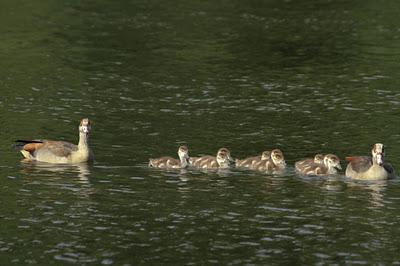 Étang de Pierre-la-Treiche : la faune Étang de Pierre-la-Treiche : la faune
