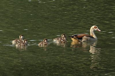 Étang de Pierre-la-Treiche : la faune Étang de Pierre-la-Treiche : la faune