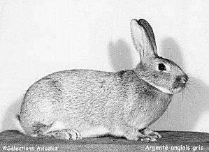 Des règles qu'il faut connaître. Argente anglais gris