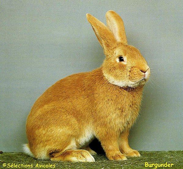 Des règles qu'il faut connaître. Burgunder.jpg