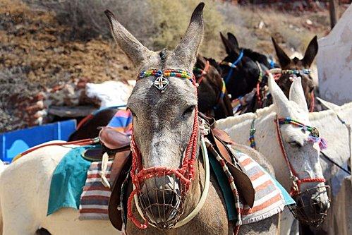 Chemin des ânes oia Chemin des ânes oia
