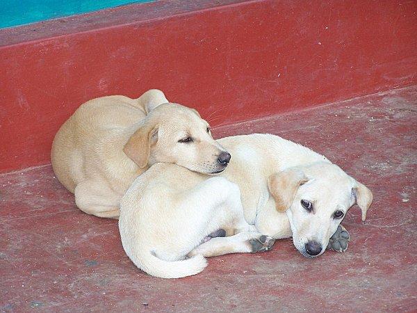 SRI LANKA : L'ODYSSEE DE LA BANANE SRI-LANKA-1-404.JPG