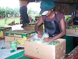 SRI LANKA : L'ODYSSEE DE LA BANANE SRI-LANKA-1-397.JPG