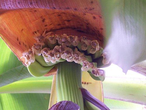 SRI LANKA : L'ODYSSEE DE LA BANANE SRI-LANKA-1-386.JPG